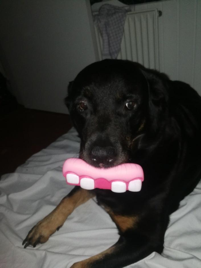 Rottweiler Tessa billede 2