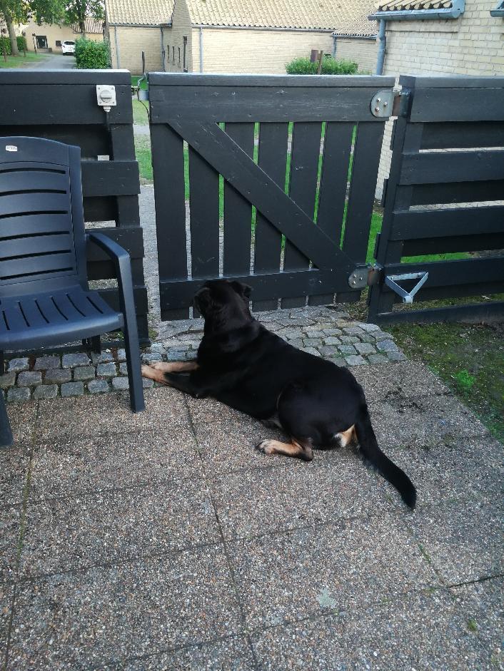 Rottweiler Tessa billede 3