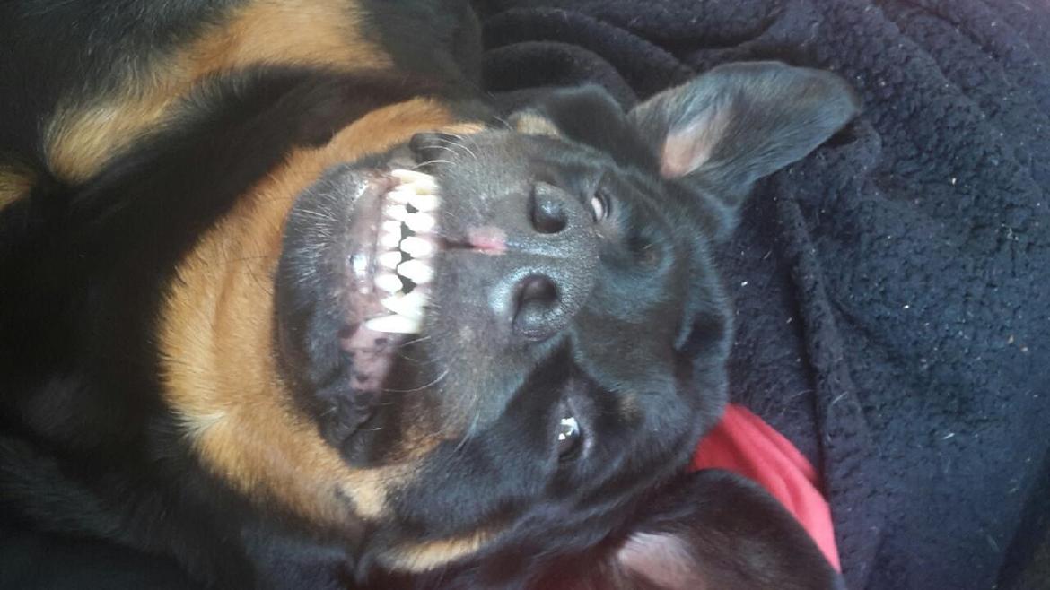 Rottweiler Tessa billede 5