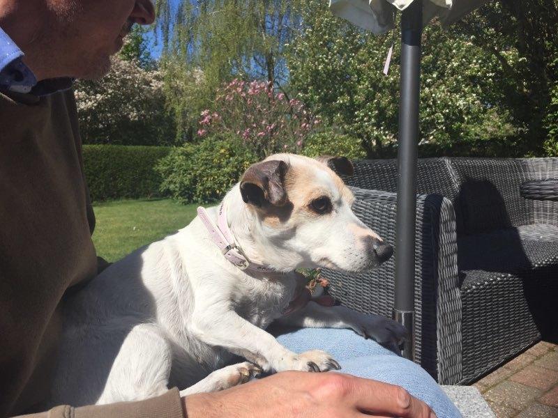 Jack russell terrier Sille - Sille 15 år billede 22