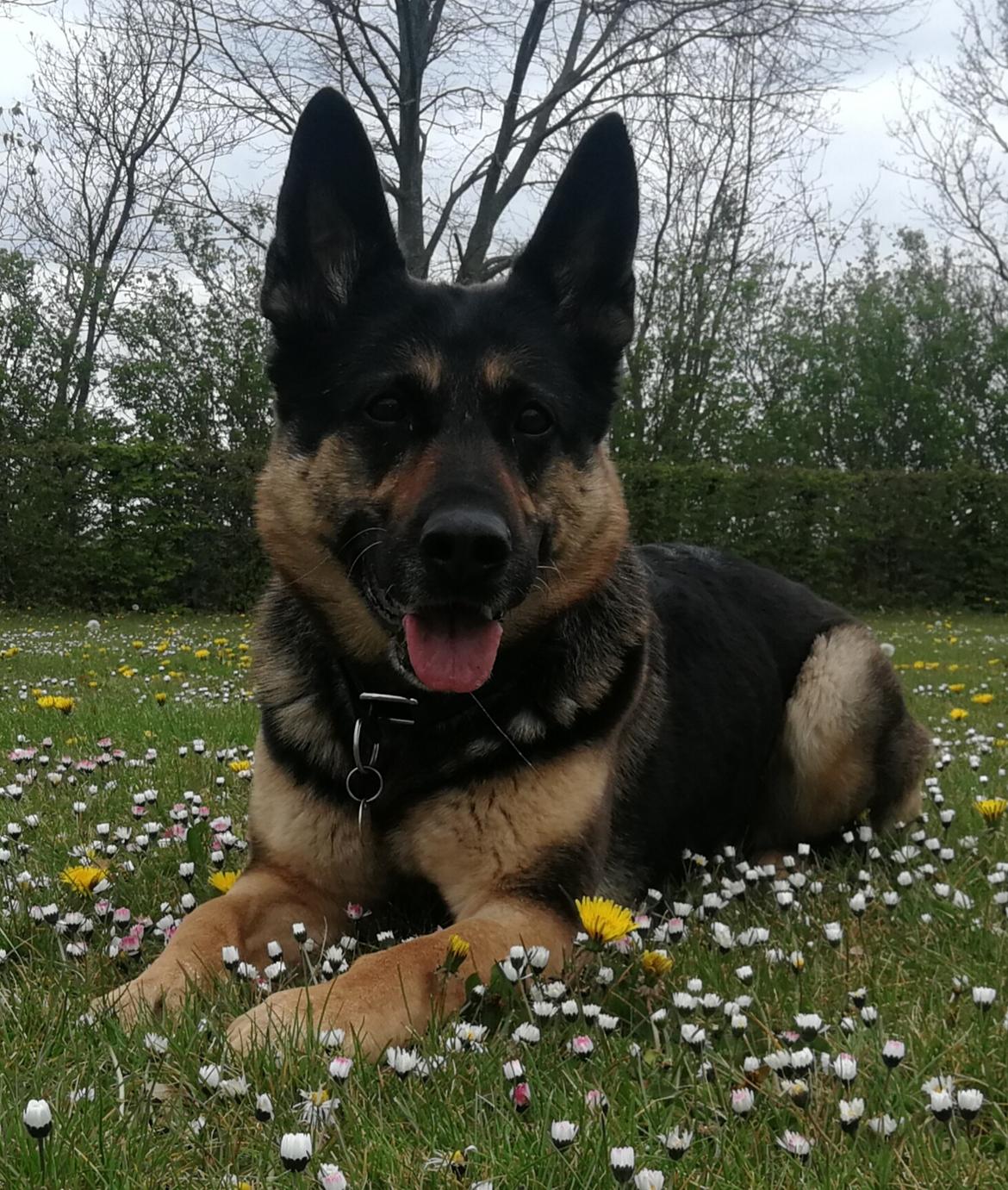 Schæferhund Juice 17/2-2011 - 7/9-2021 - 27 april 2020  billede 3