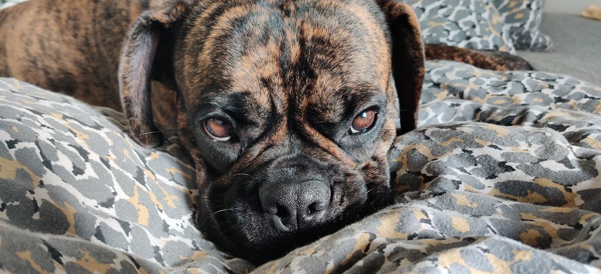 Blanding af racer Mille  ( RIP) billede 1