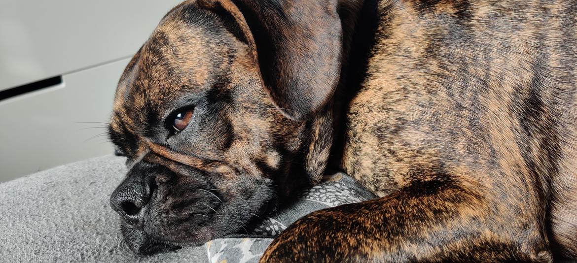 Blanding af racer Mille  ( RIP) billede 3