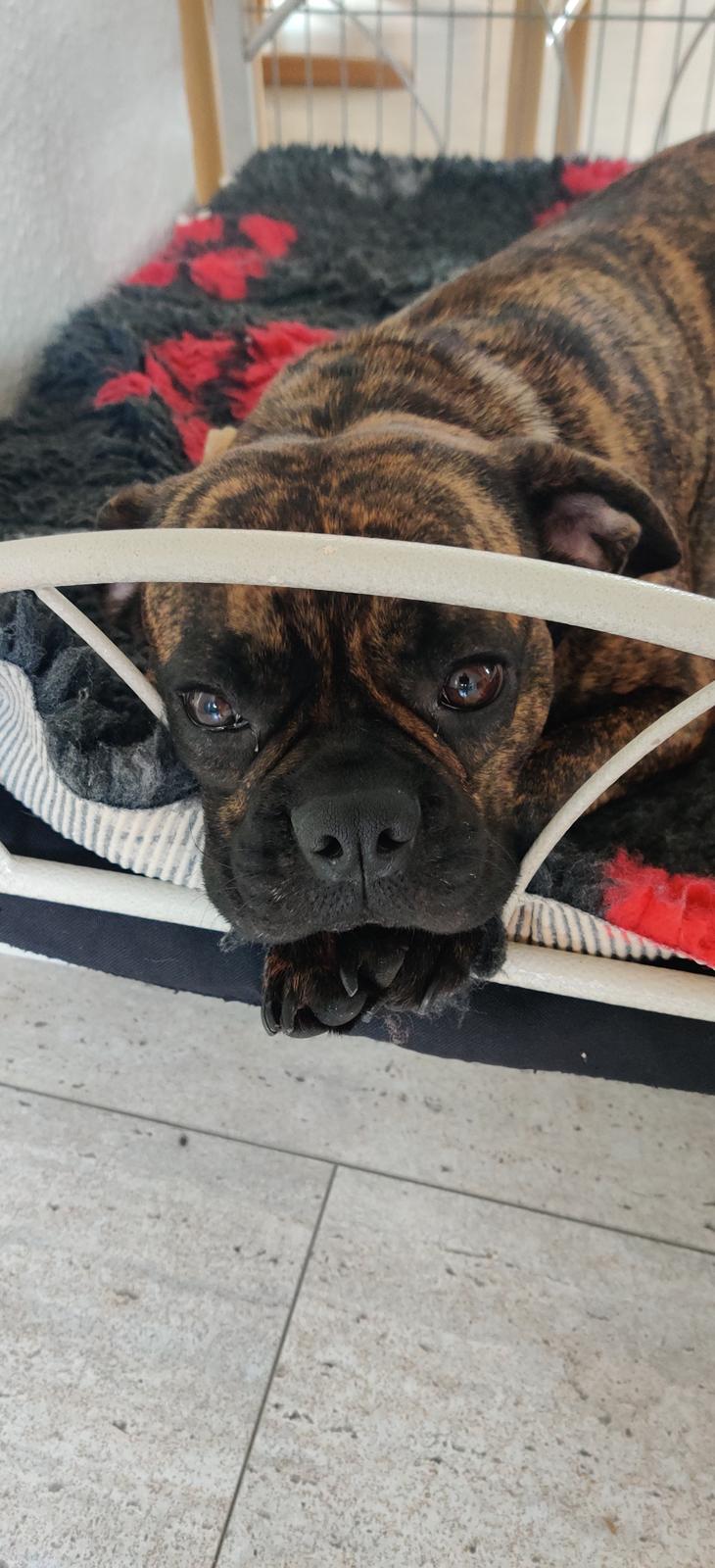 Blanding af racer Mille  ( RIP) billede 4