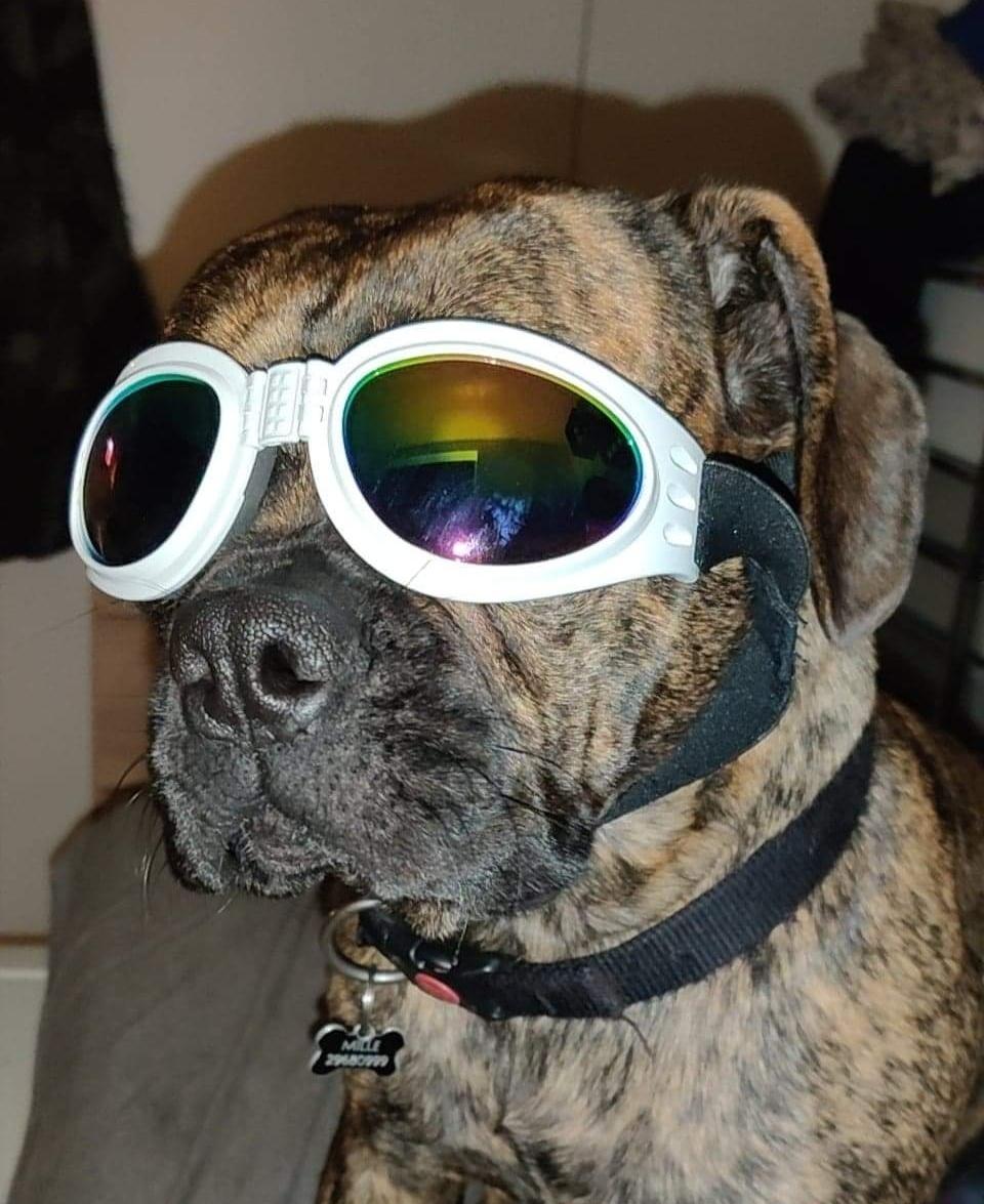 Blanding af racer Mille  ( RIP) billede 5