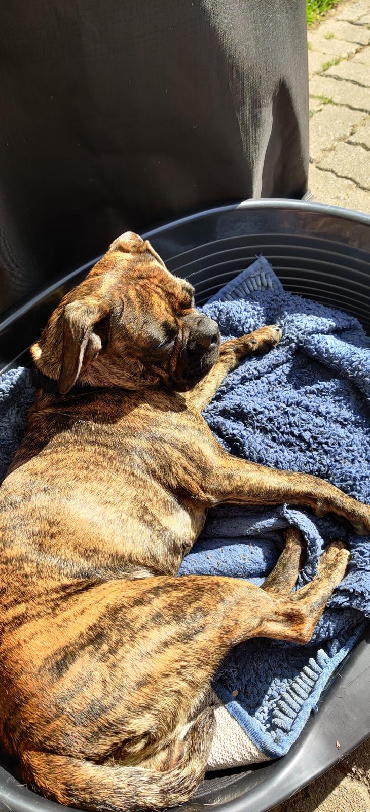 Blanding af racer Mille  ( RIP) billede 6