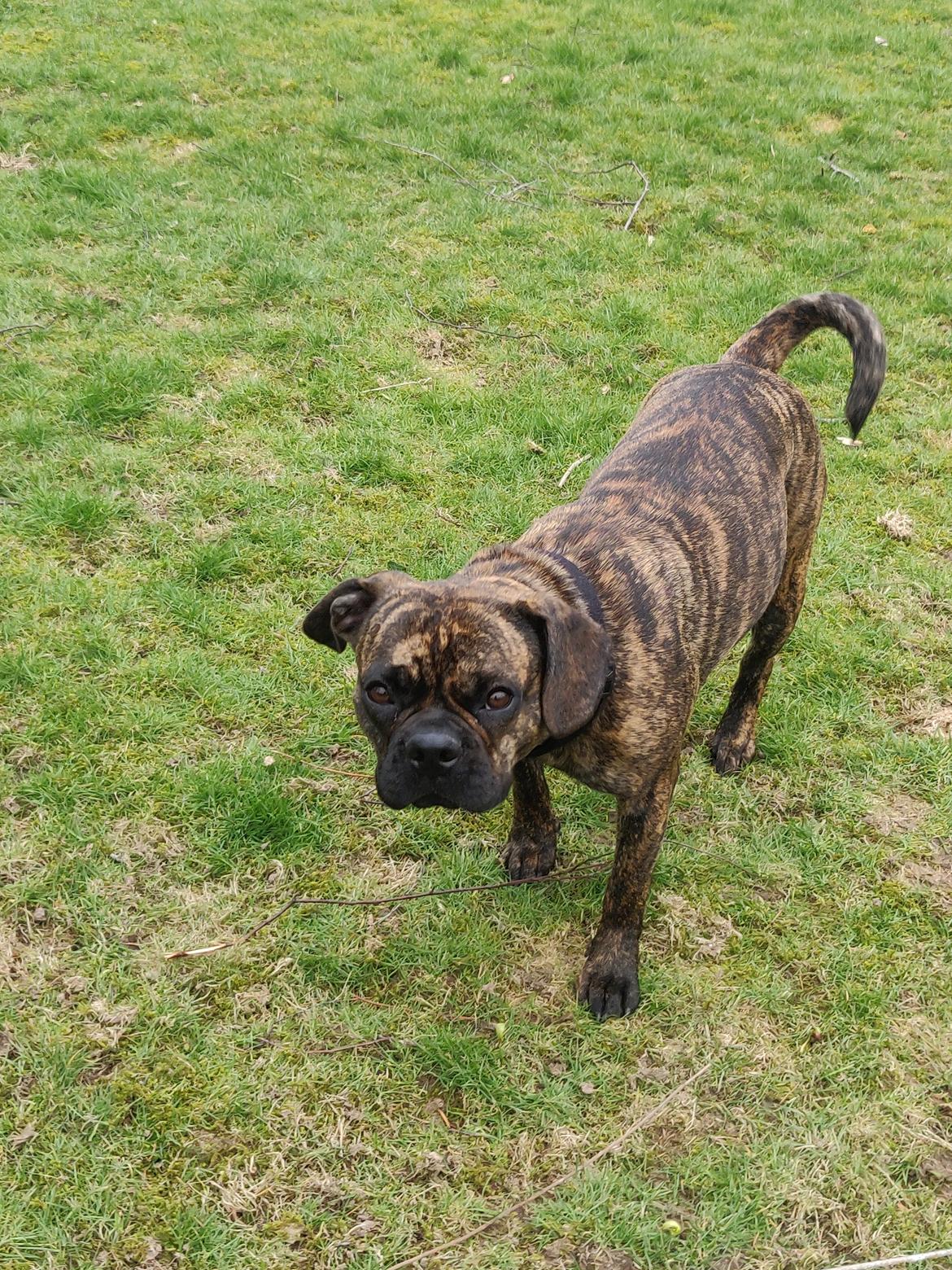 Blanding af racer Mille  ( RIP) billede 7