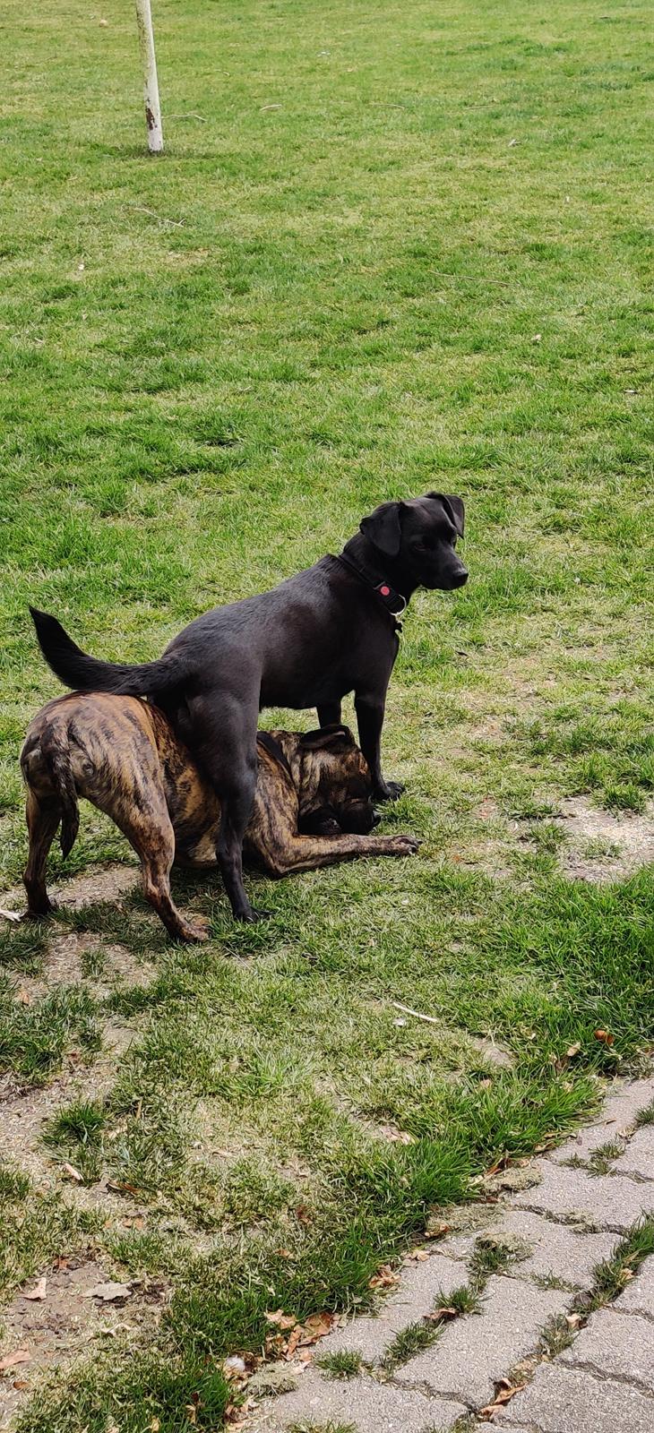 Blanding af racer Mille  ( RIP) billede 8