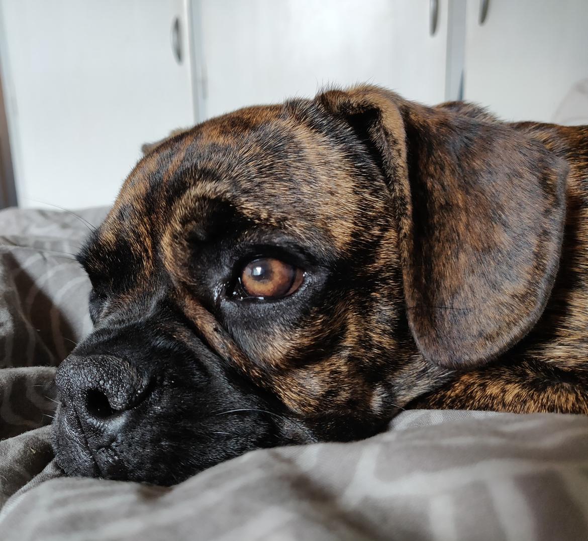 Blanding af racer Mille  ( RIP) billede 9