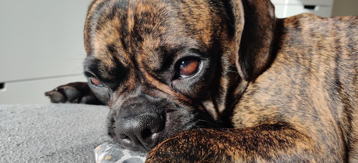 Blanding af racer Mille  ( RIP) billede 2