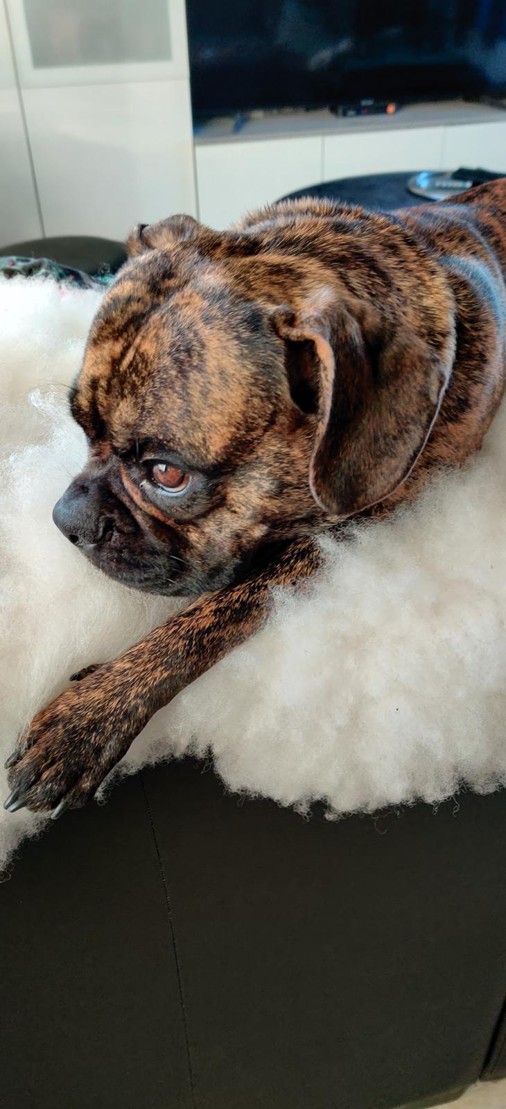 Blanding af racer Mille  ( RIP) billede 10