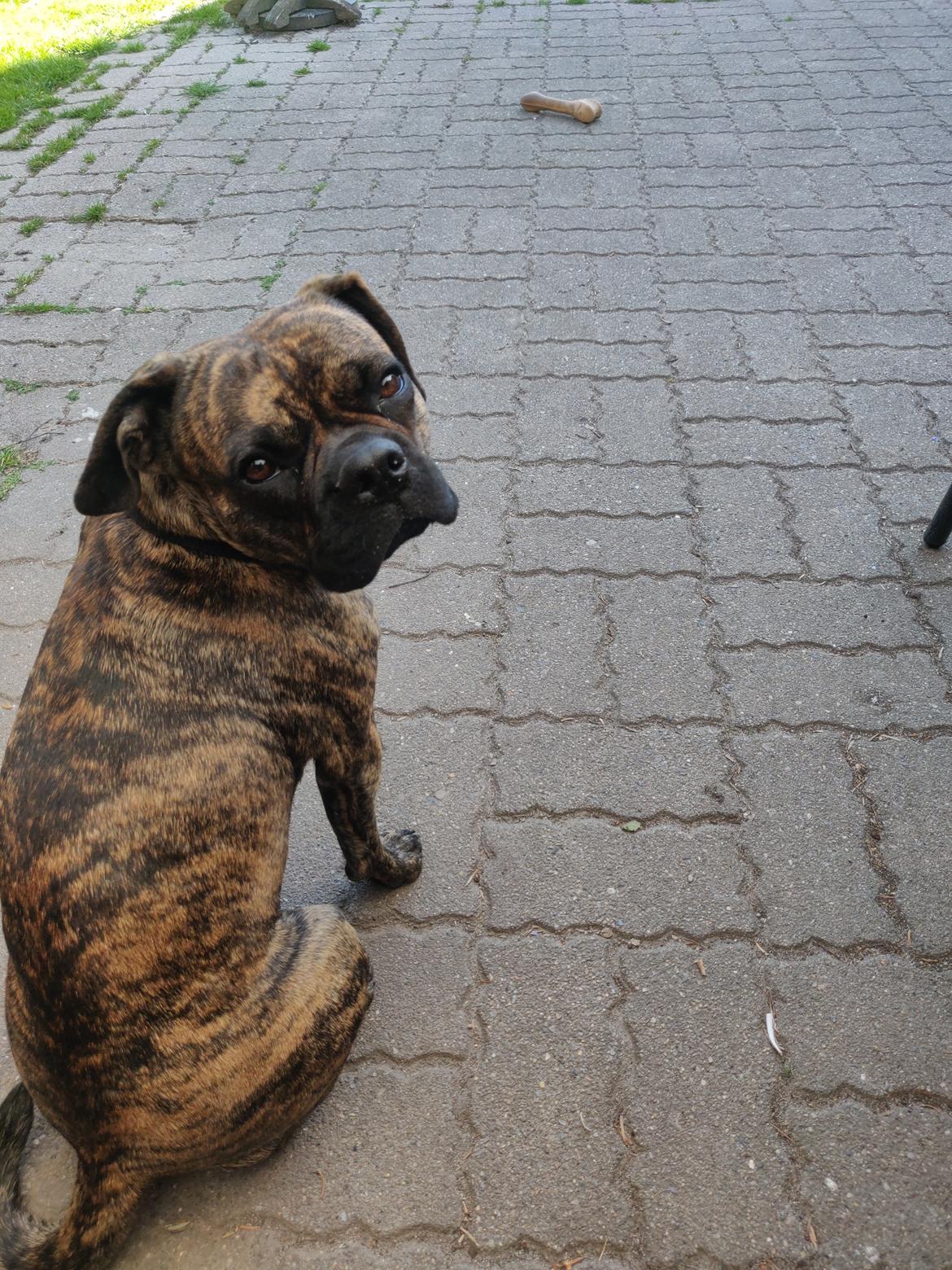 Blanding af racer Mille  ( RIP) billede 11