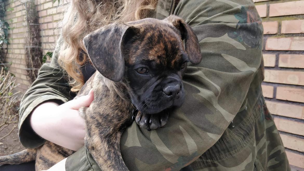 Blanding af racer Mille  ( RIP) billede 13