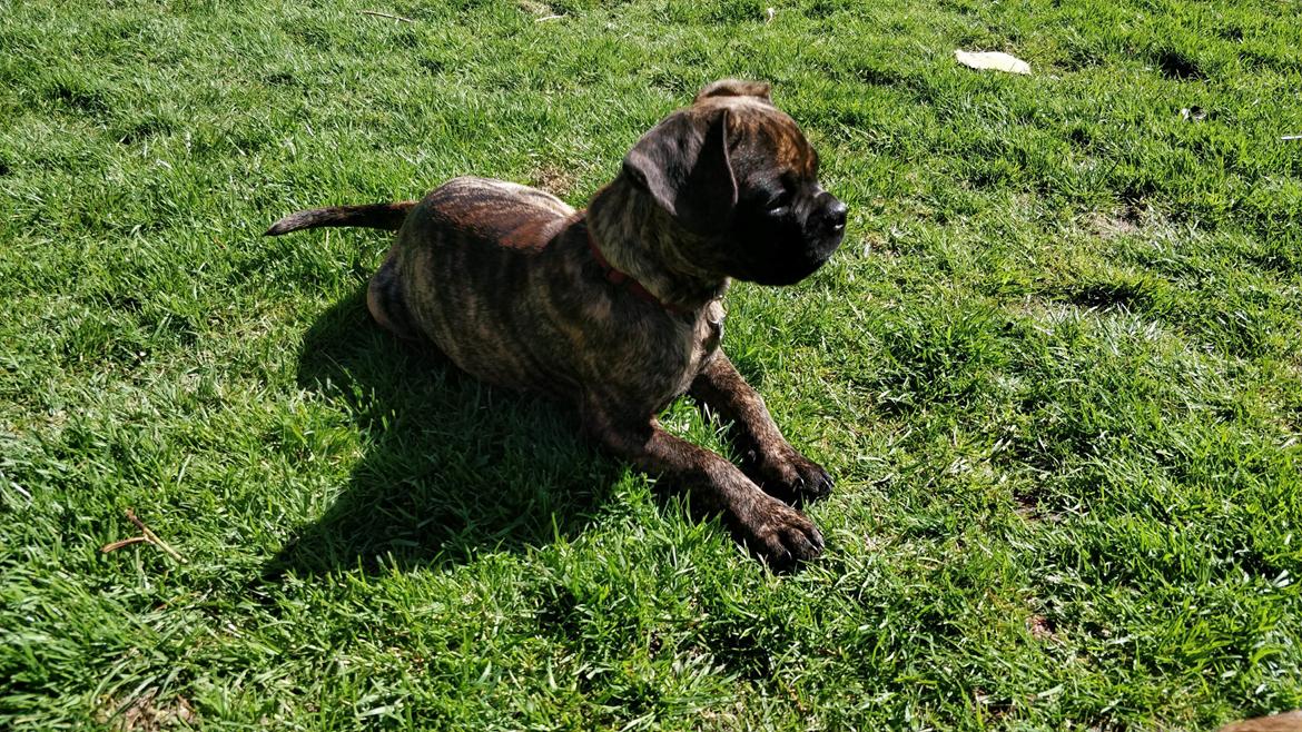 Blanding af racer Mille  ( RIP) billede 14