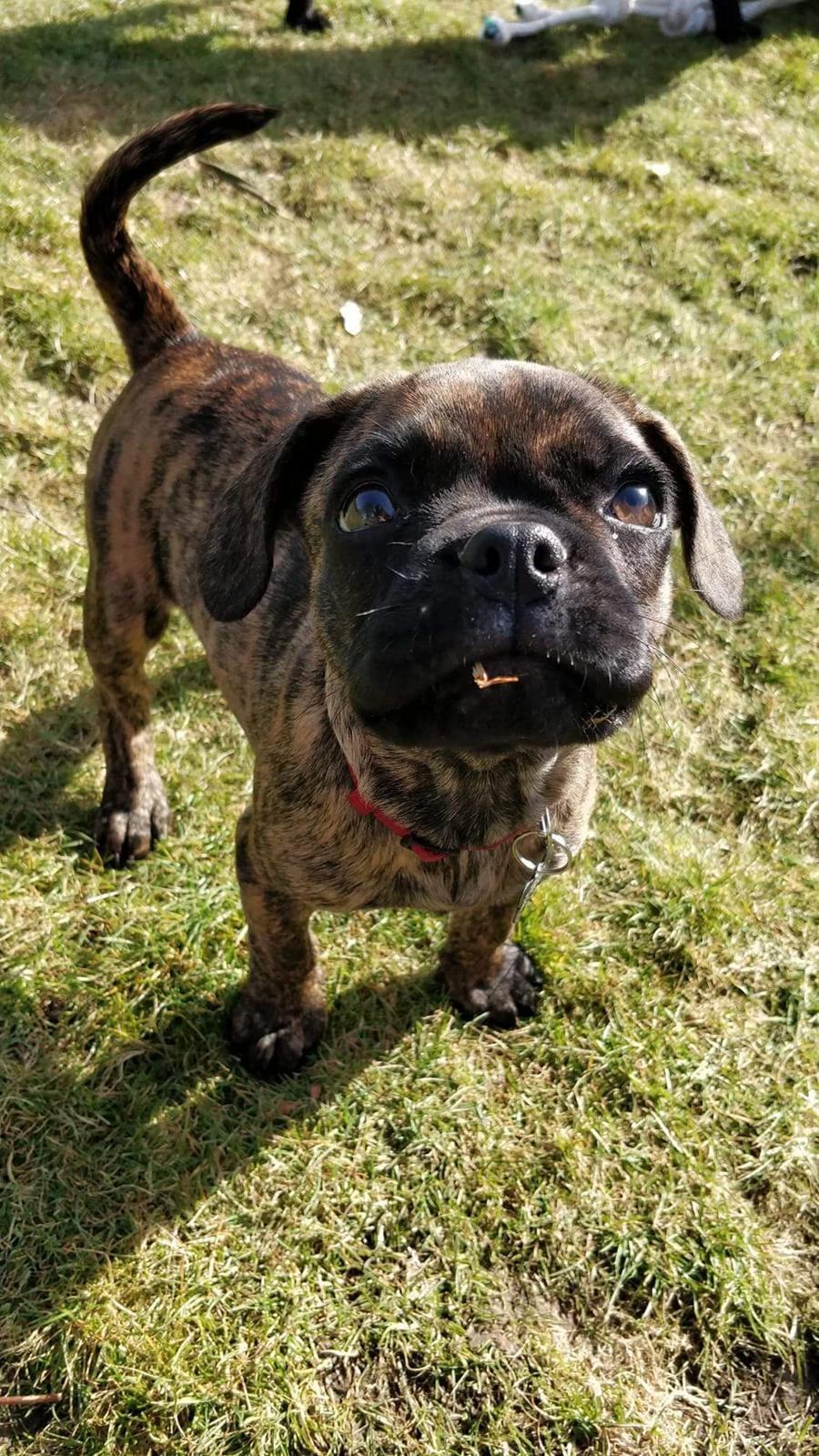 Blanding af racer Mille  ( RIP) billede 15