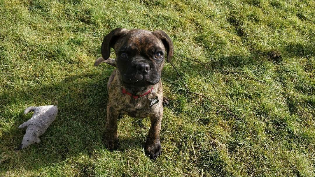 Blanding af racer Mille  ( RIP) billede 16