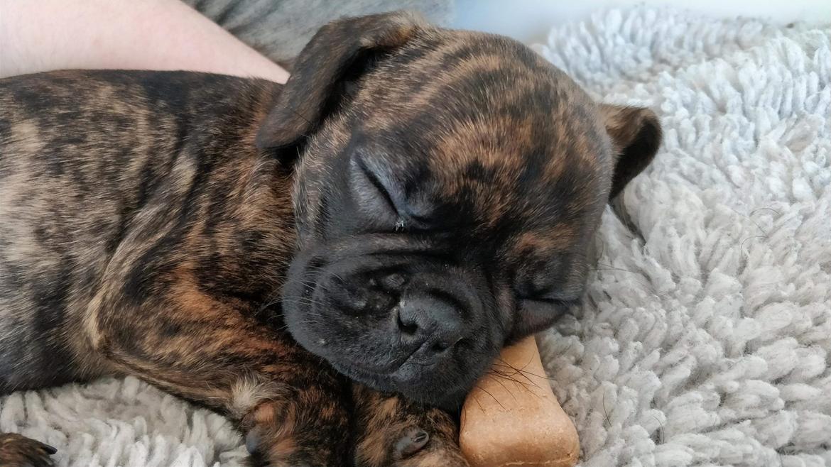 Blanding af racer Mille  ( RIP) billede 17