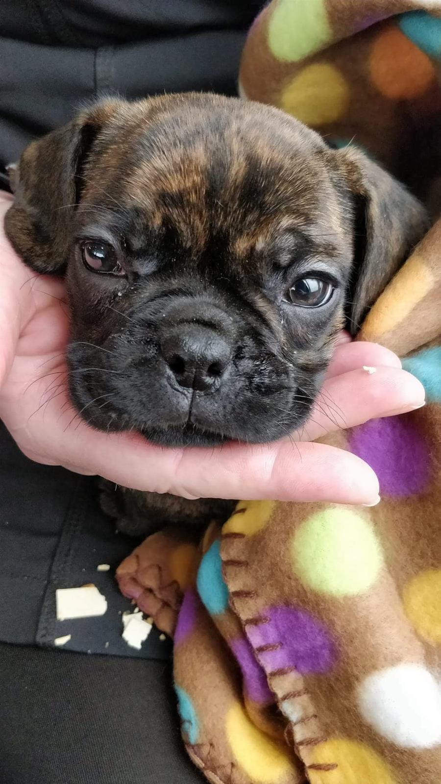 Blanding af racer Mille  ( RIP) billede 18