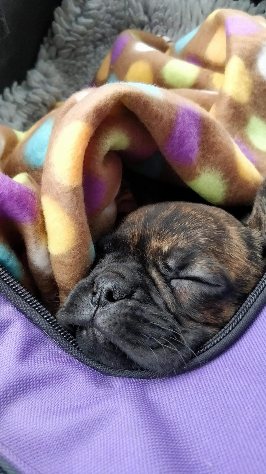 Blanding af racer Mille  ( RIP) billede 19