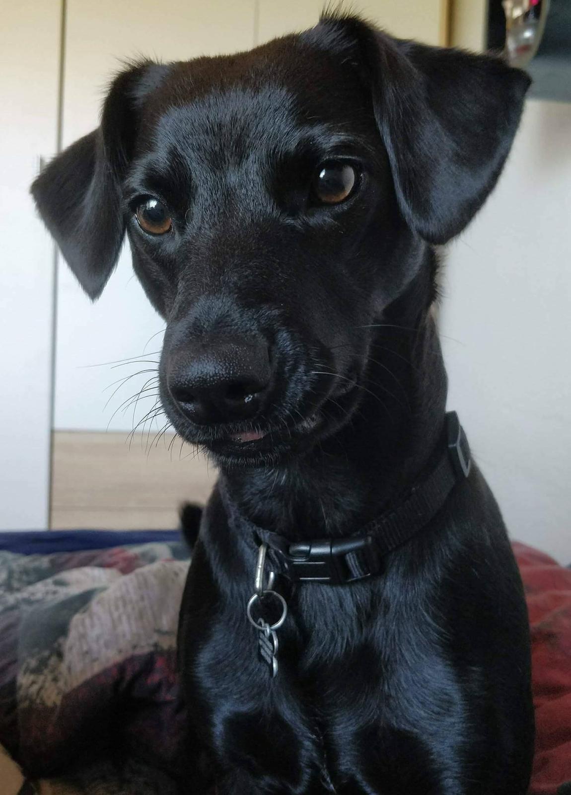 Blanding af racer Bella billede 1