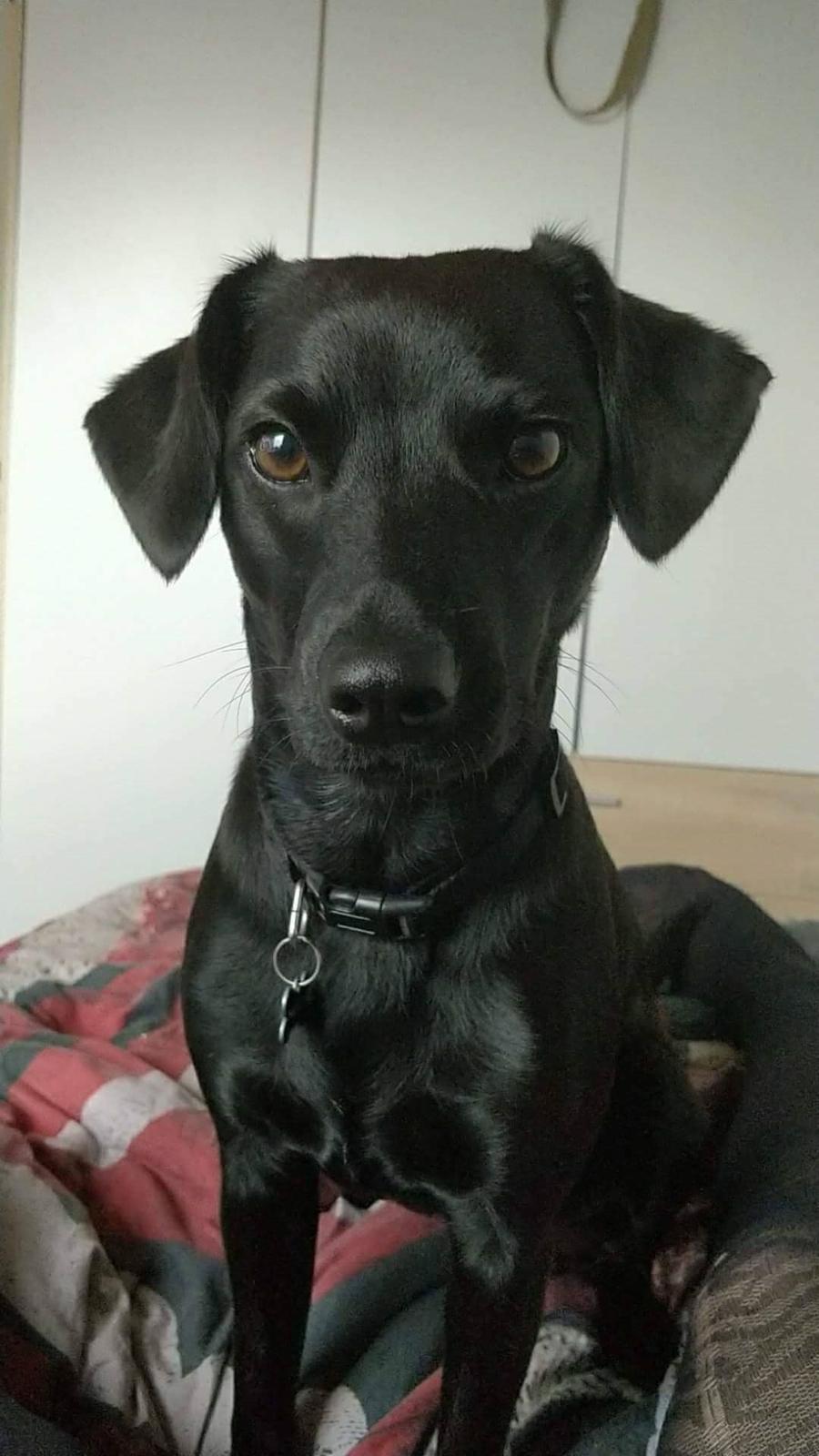 Blanding af racer Bella billede 2