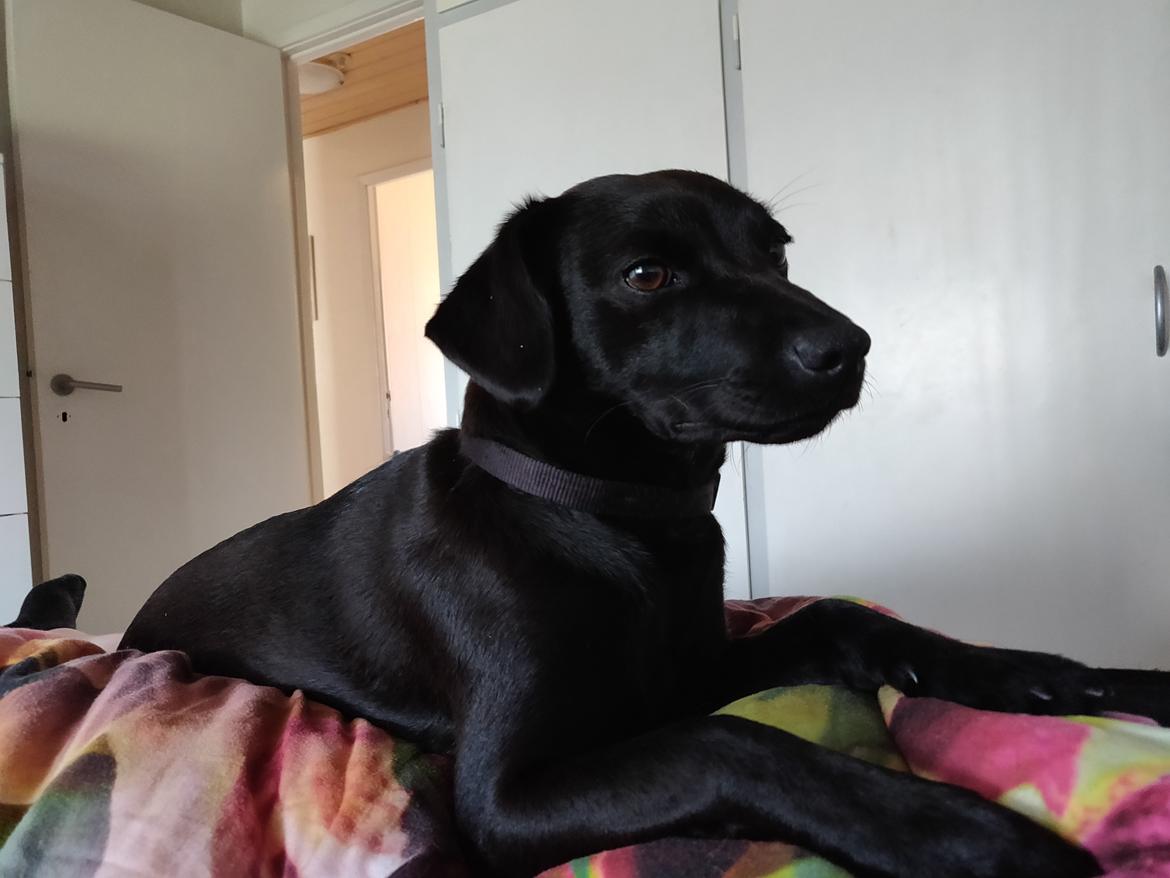 Blanding af racer Bella billede 3