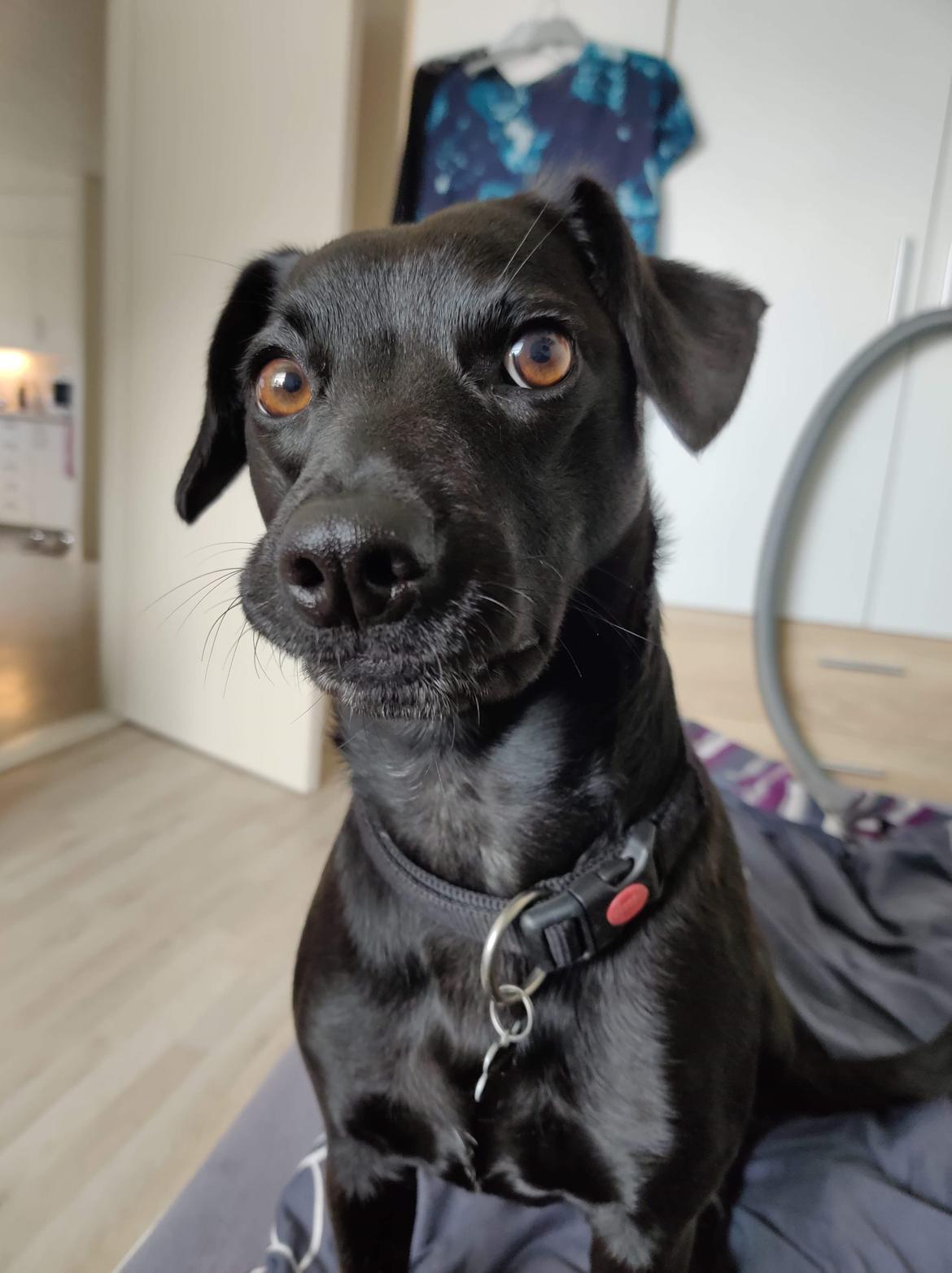 Blanding af racer Bella billede 4