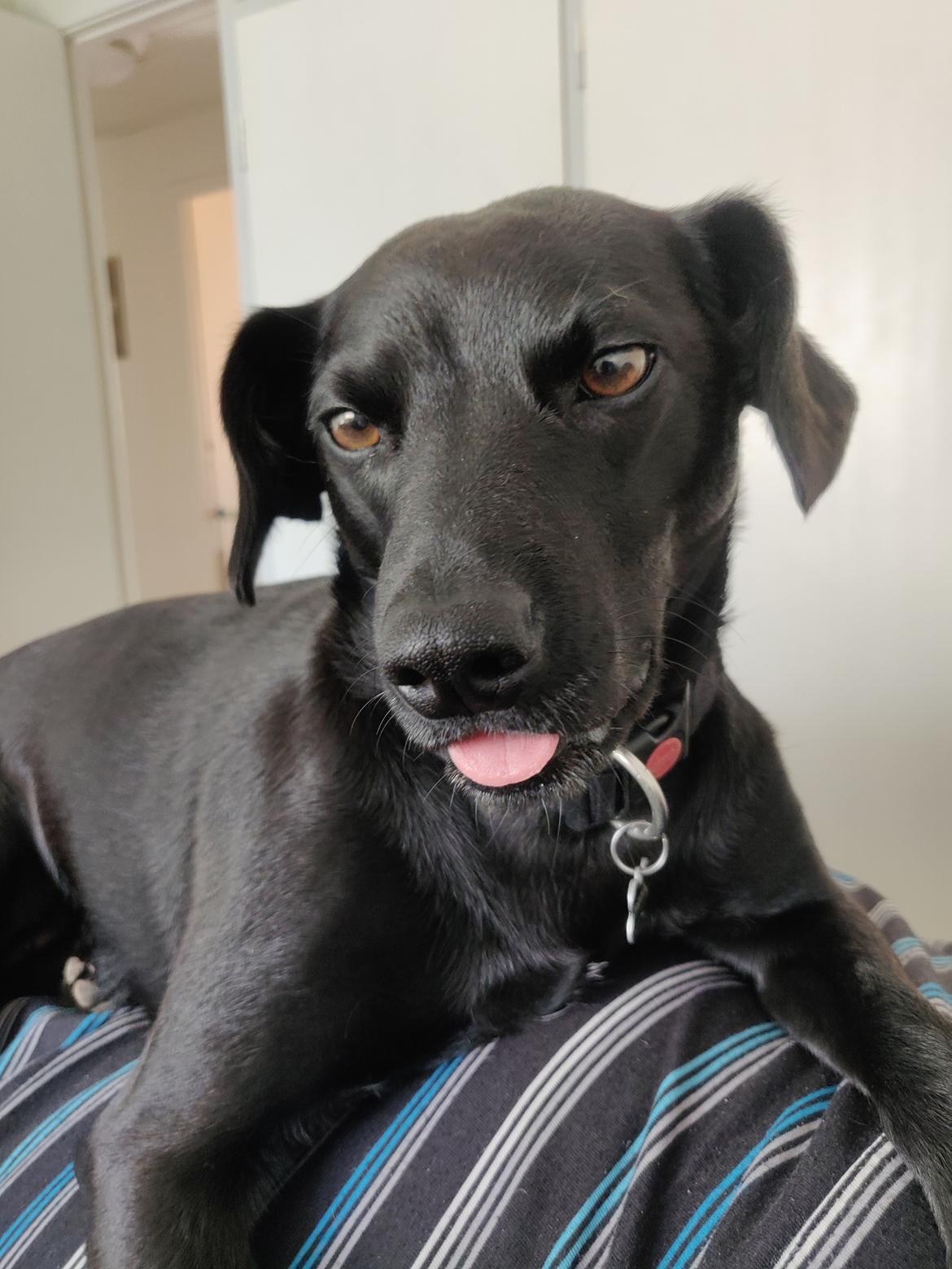 Blanding af racer Bella billede 5