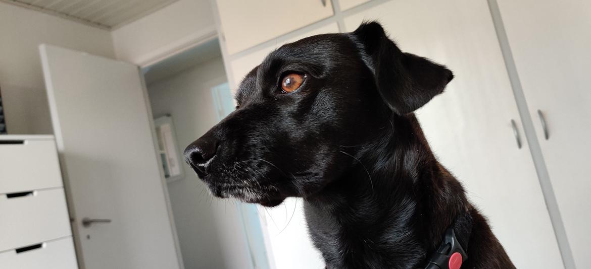 Blanding af racer Bella billede 6