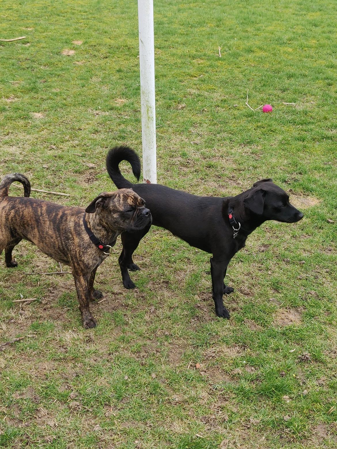 Blanding af racer Bella billede 8