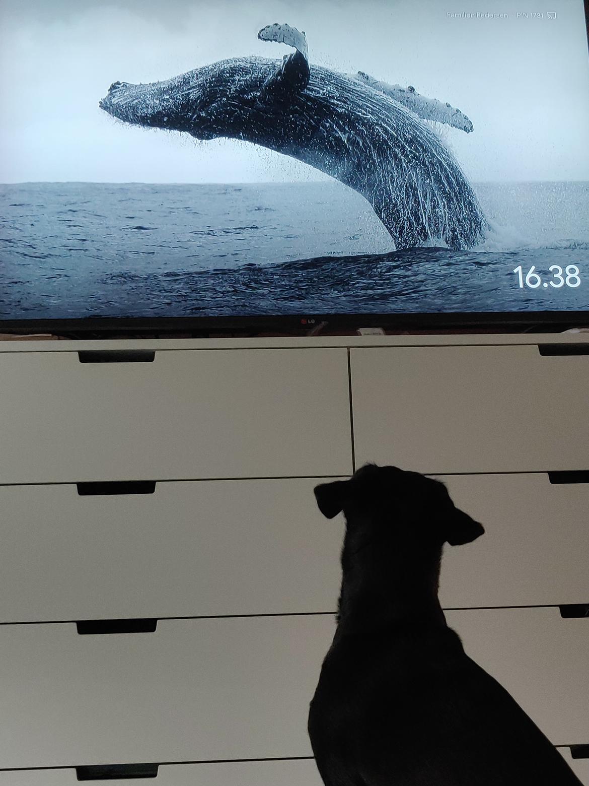 Blanding af racer Bella - Bella ser tv billede 10