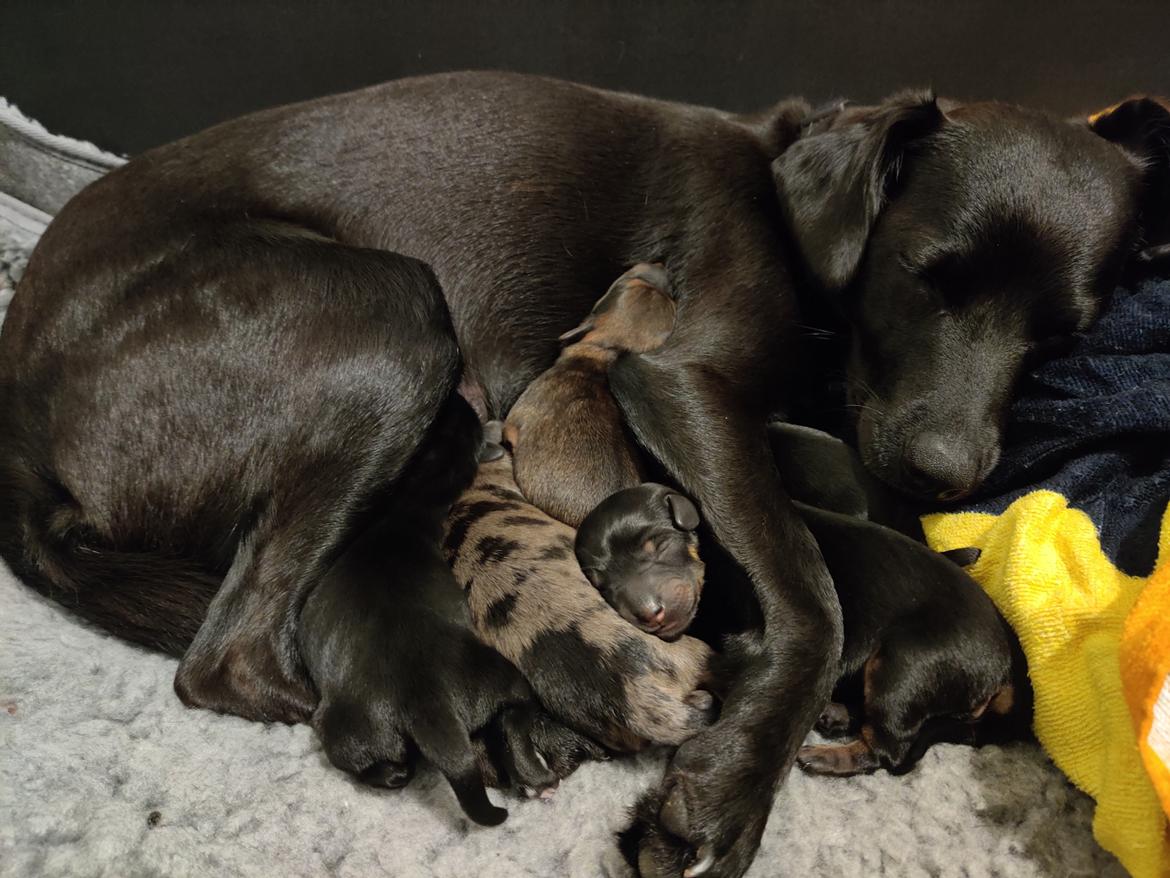 Blanding af racer Bella - Bellas første kuld hvalpe billede 11