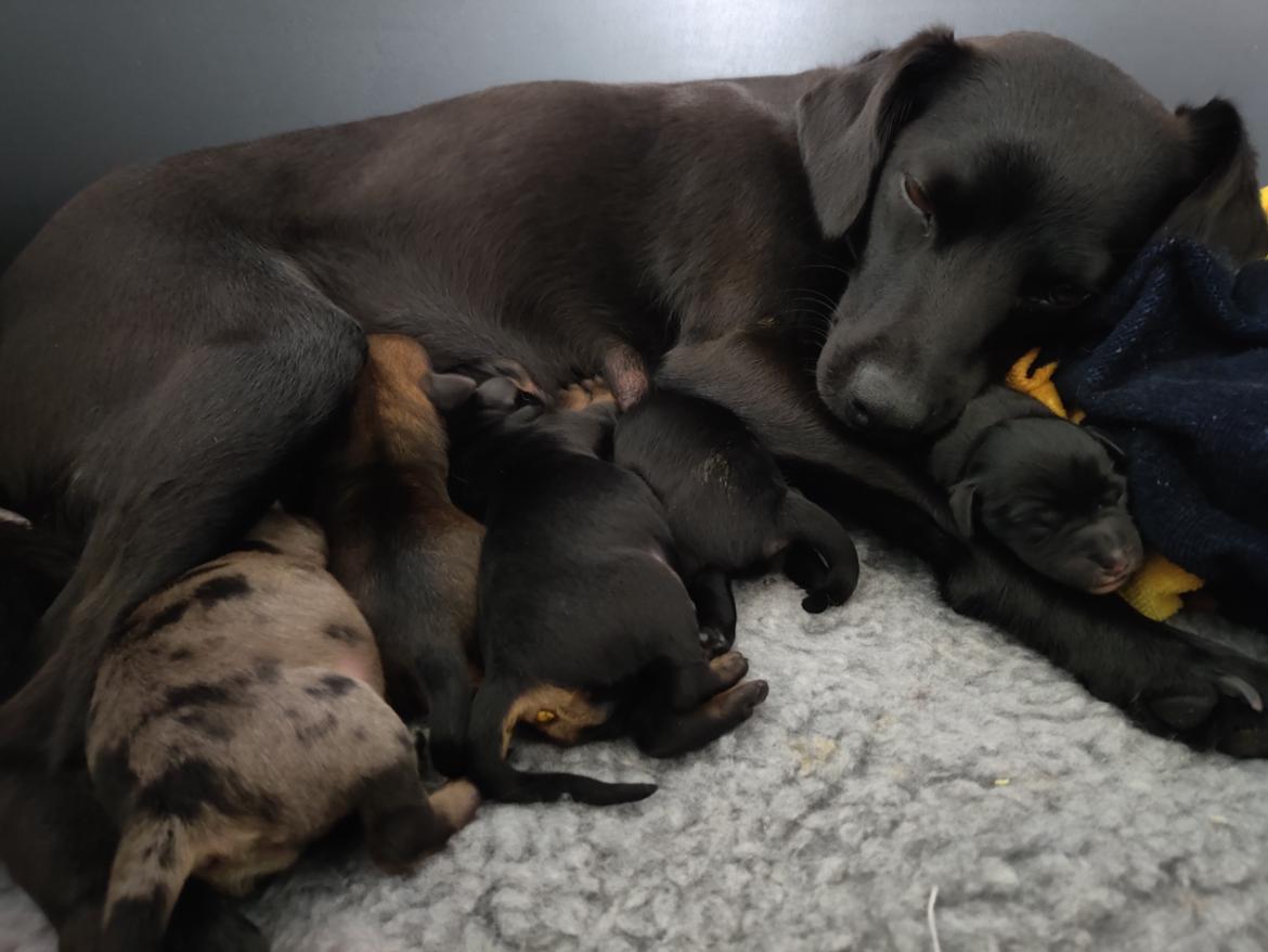 Blanding af racer Bella billede 12