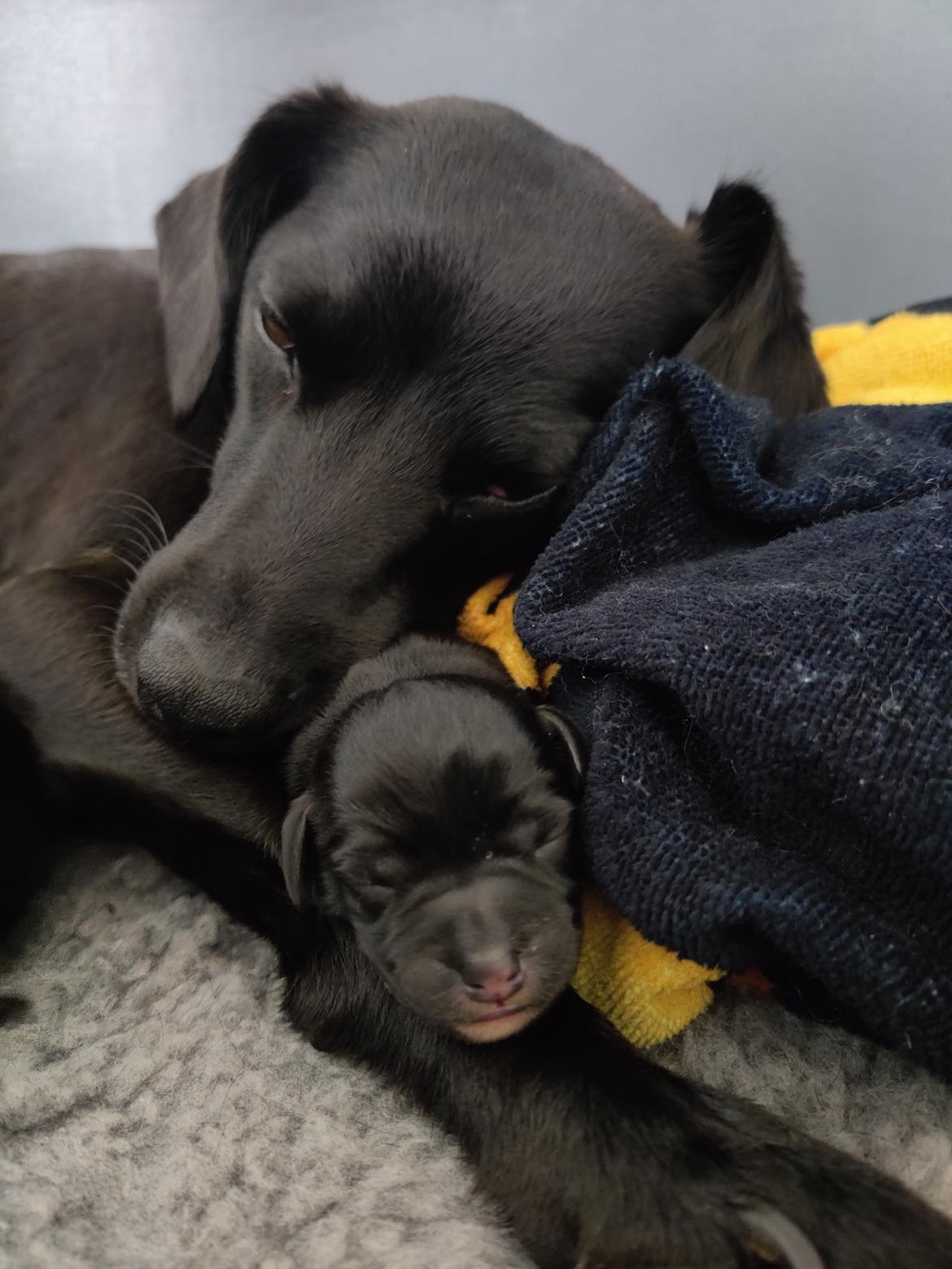 Blanding af racer Bella billede 13