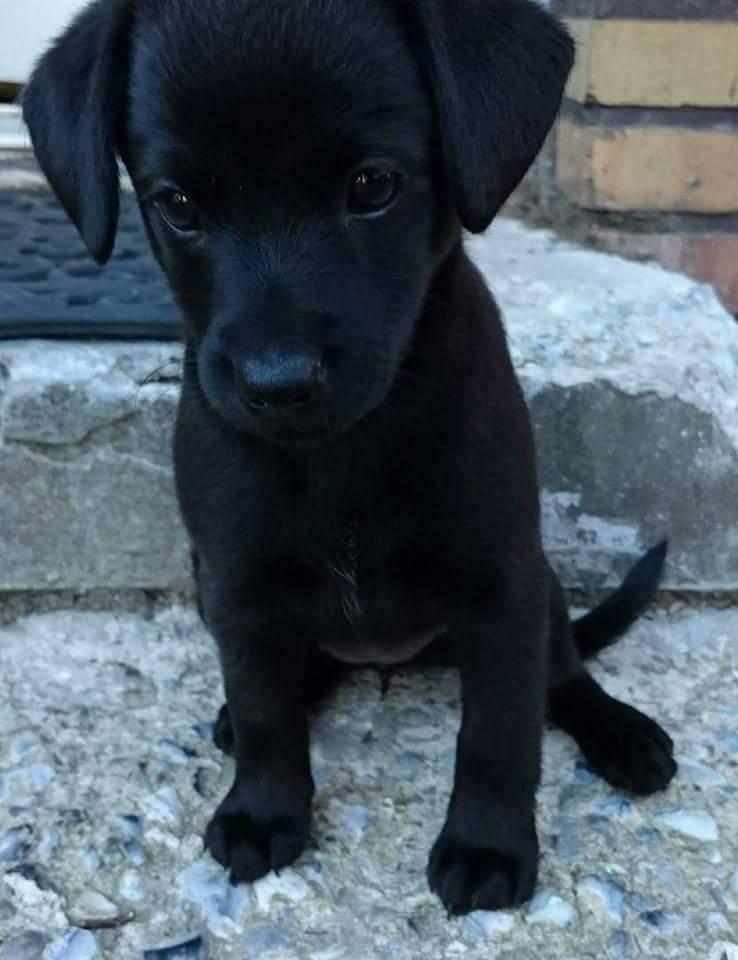 Blanding af racer Bella - Bella som hvalp billede 14