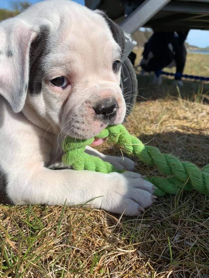 Olde english bulldogge Theils Bulldogs Eevee billede 1