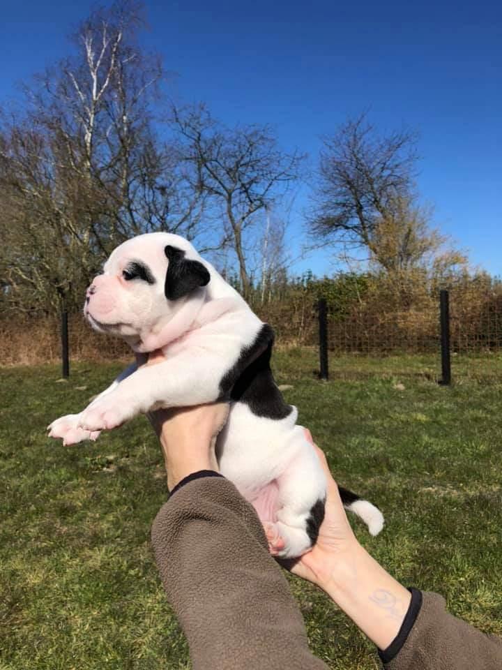 Olde english bulldogge Theils Bulldogs Eevee billede 5