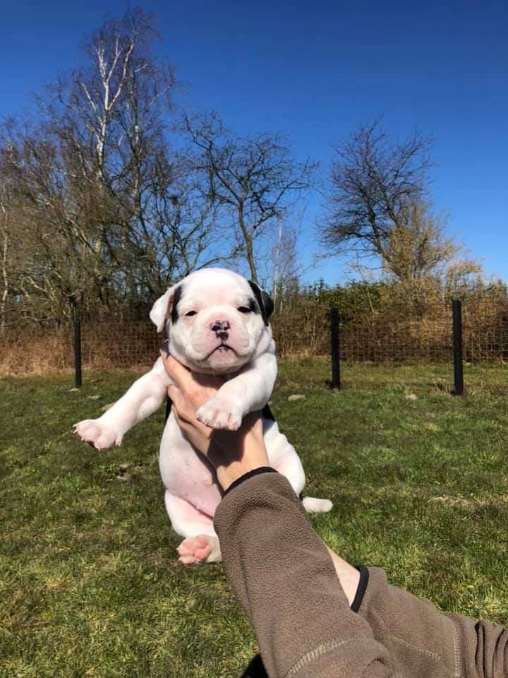 Olde english bulldogge Theils Bulldogs Eevee billede 6