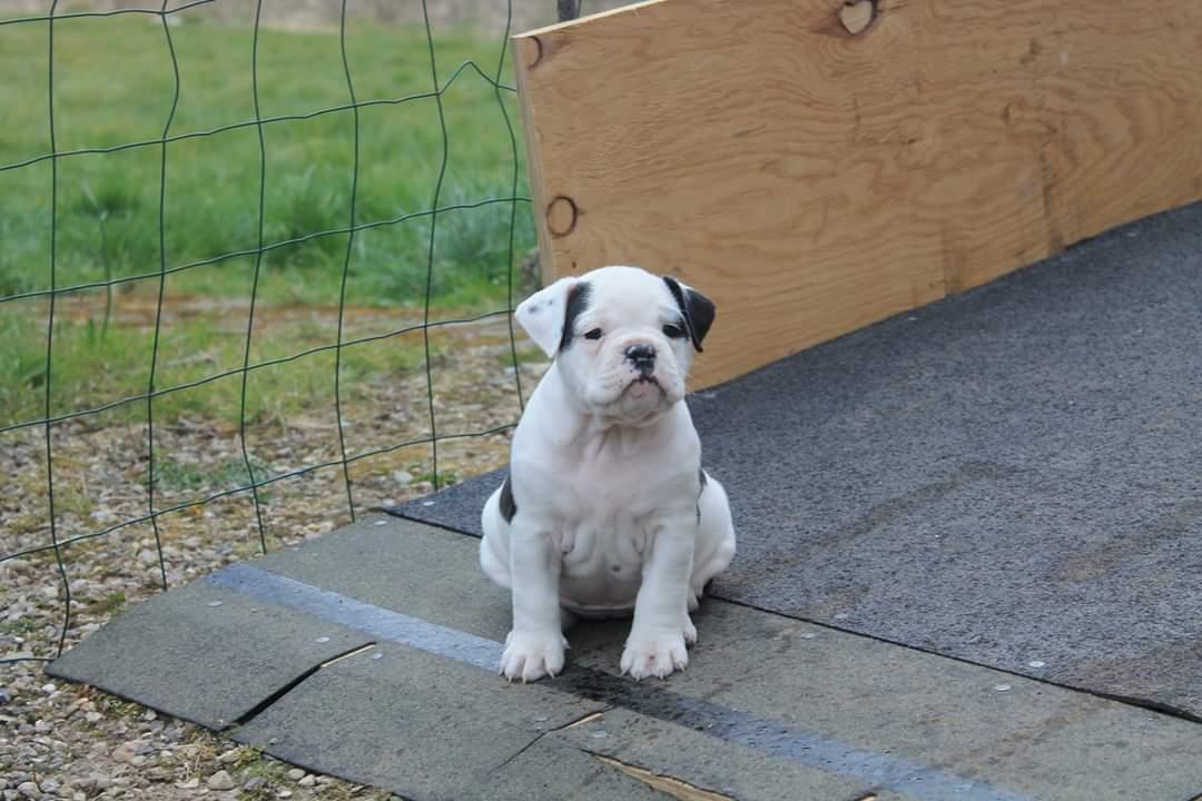 Olde english bulldogge Theils Bulldogs Eevee billede 4