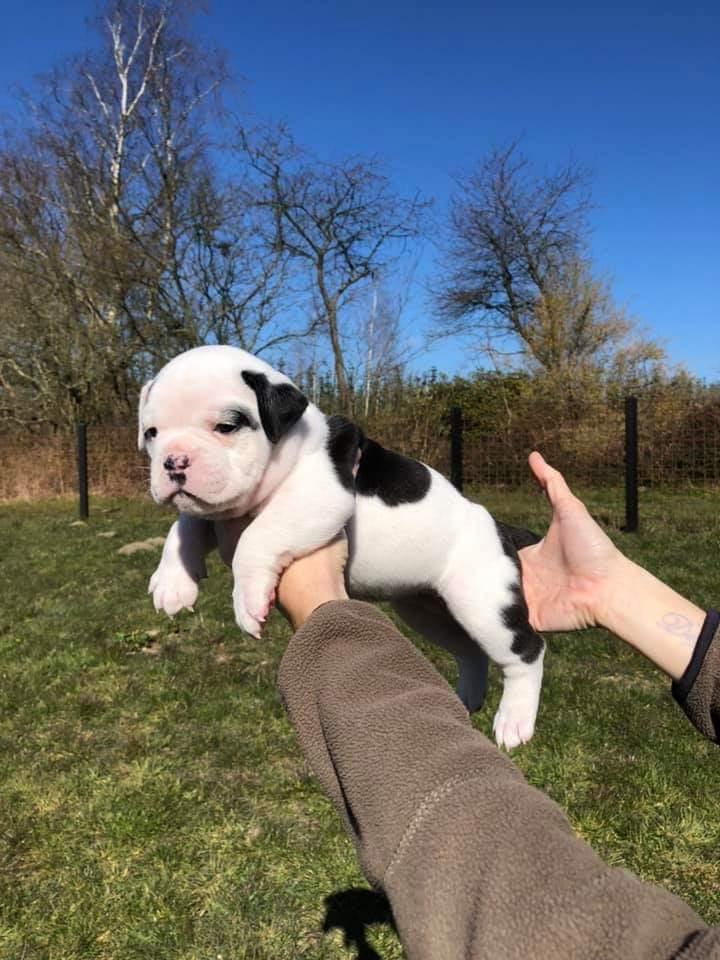 Olde english bulldogge Theils Bulldogs Eevee billede 7
