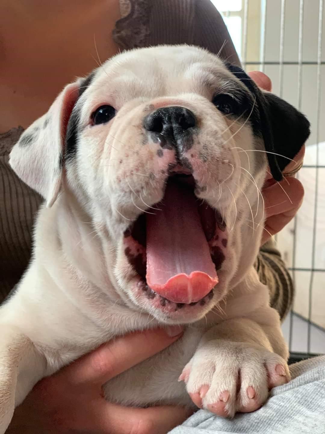 Olde english bulldogge Theils Bulldogs Eevee billede 3