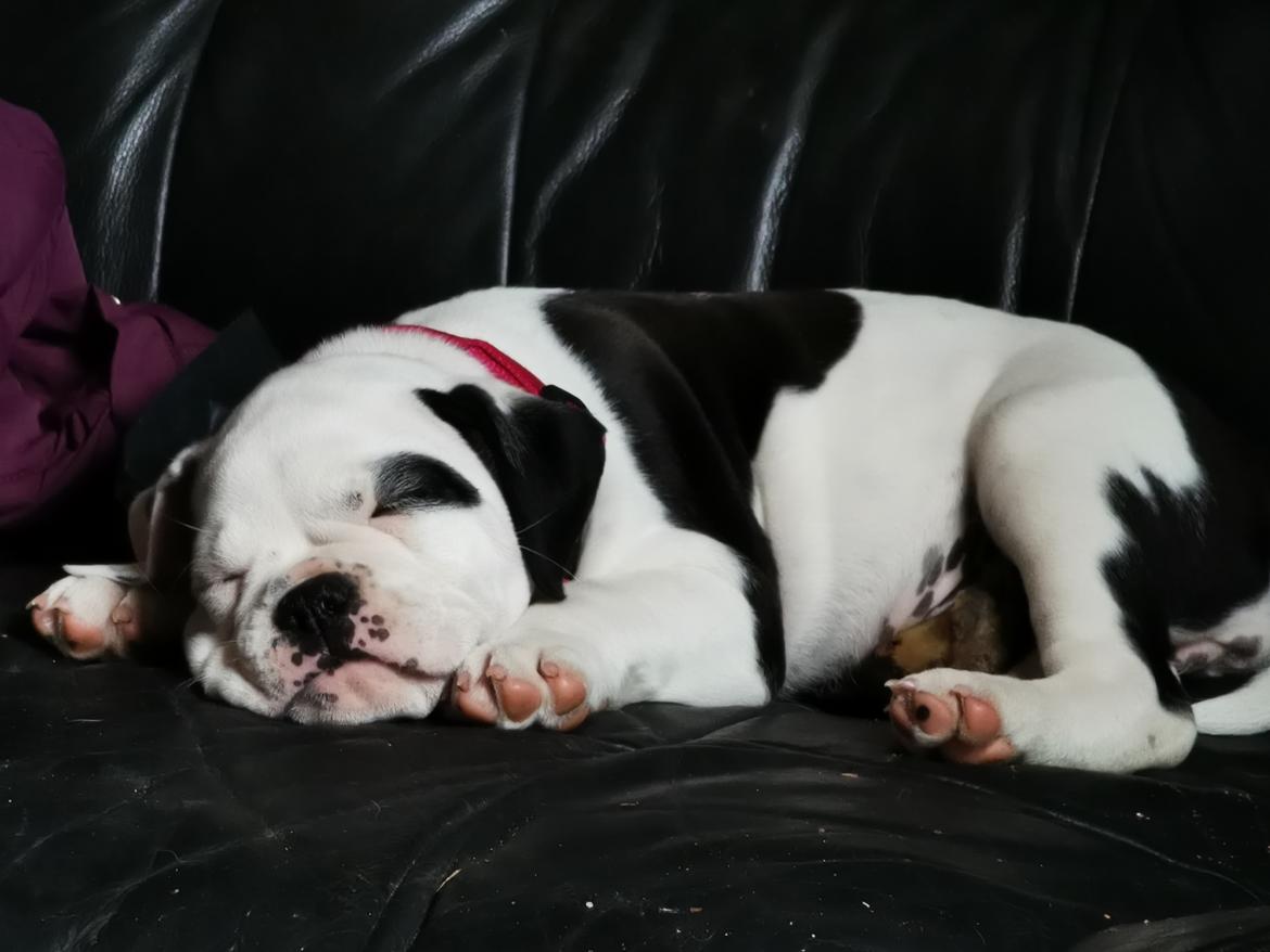 Olde english bulldogge Theils Bulldogs Eevee billede 8