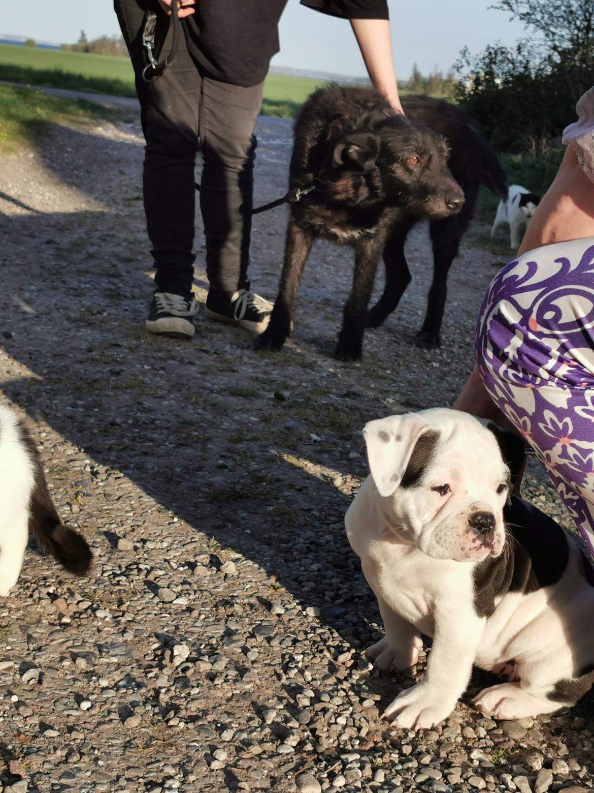 Olde english bulldogge Theils Bulldogs Eevee billede 10