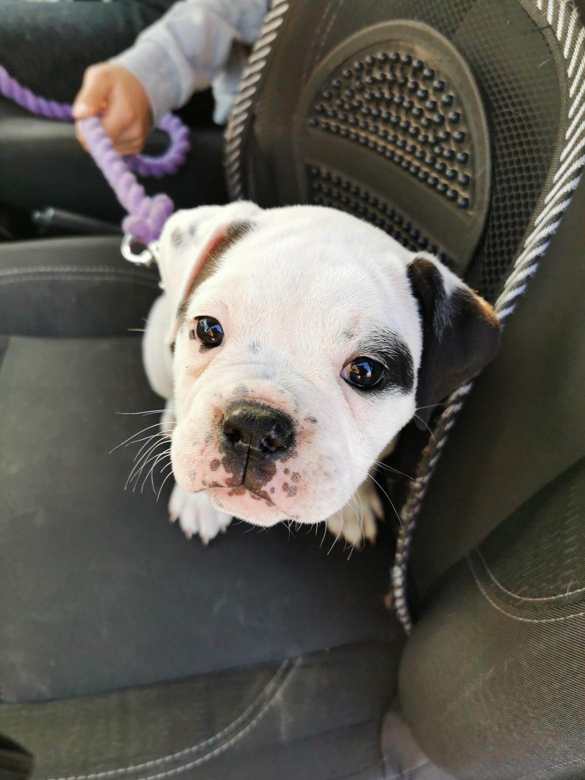 Olde english bulldogge Theils Bulldogs Eevee billede 11