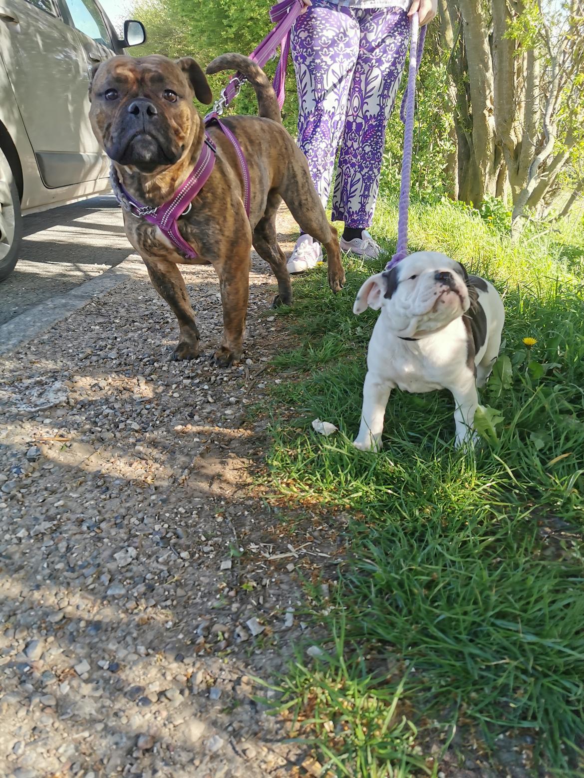 Olde english bulldogge Theils Bulldogs Eevee billede 12