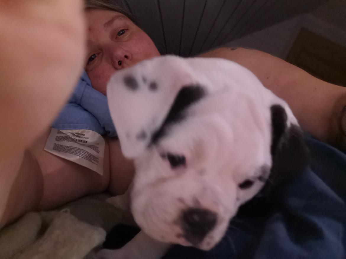 Olde english bulldogge Theils Bulldogs Eevee billede 9