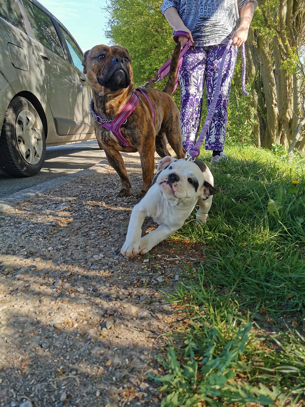 Olde english bulldogge Theils Bulldogs Eevee billede 13