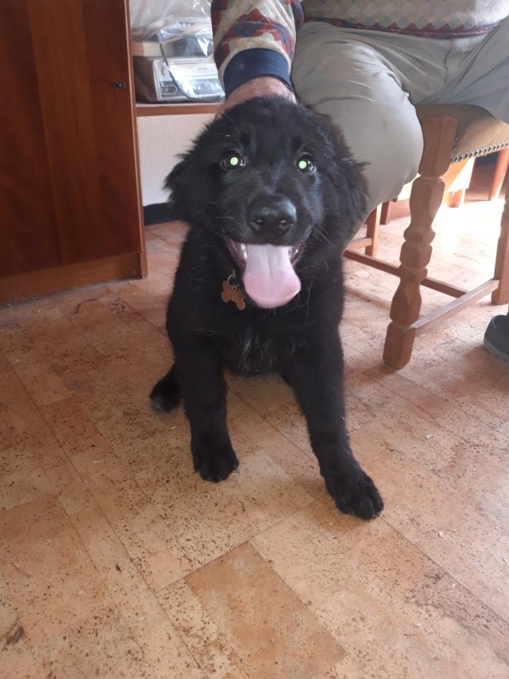 Blanding af racer Eros solgt  - her er han 12uger og 2dage  billede 13