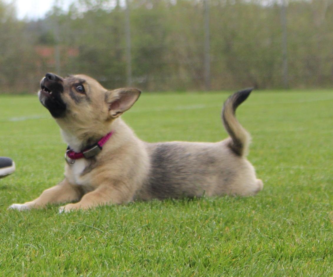 Västgötaspids Unni billede 13