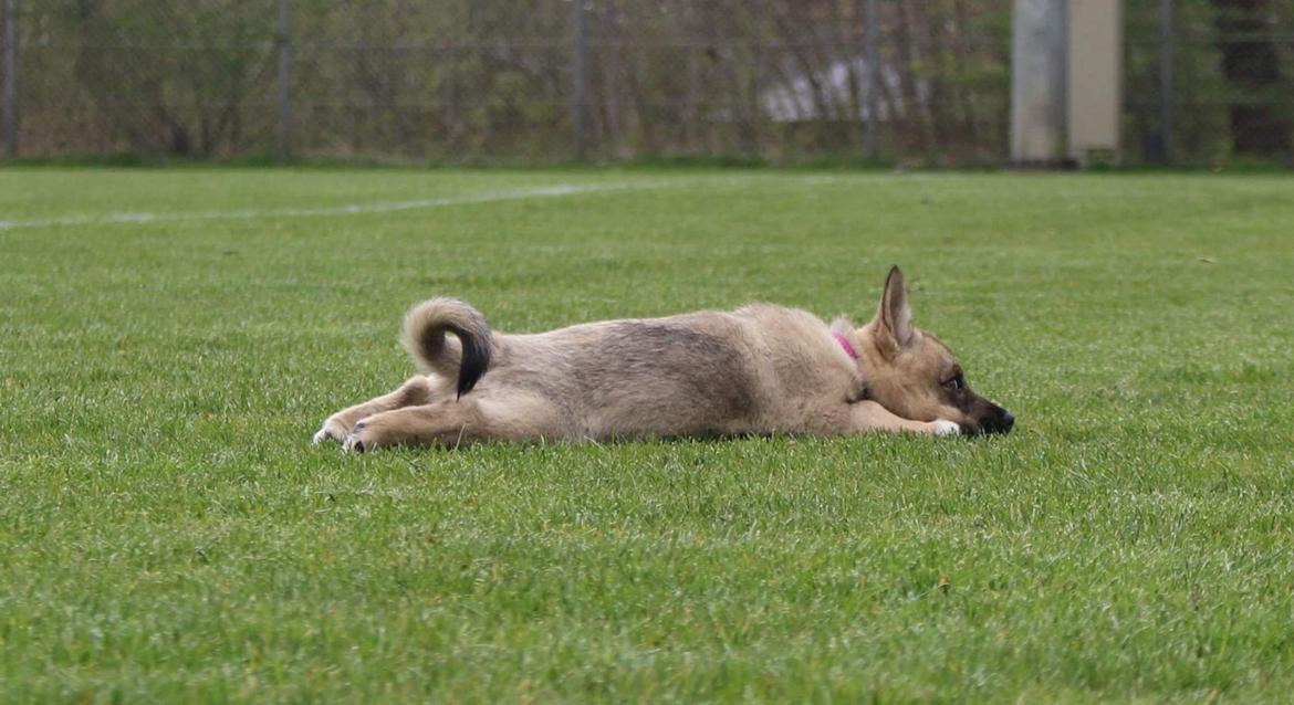 Västgötaspids Unni billede 15